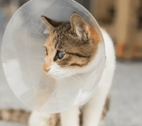 Cat with cone around its neck sitting down inside